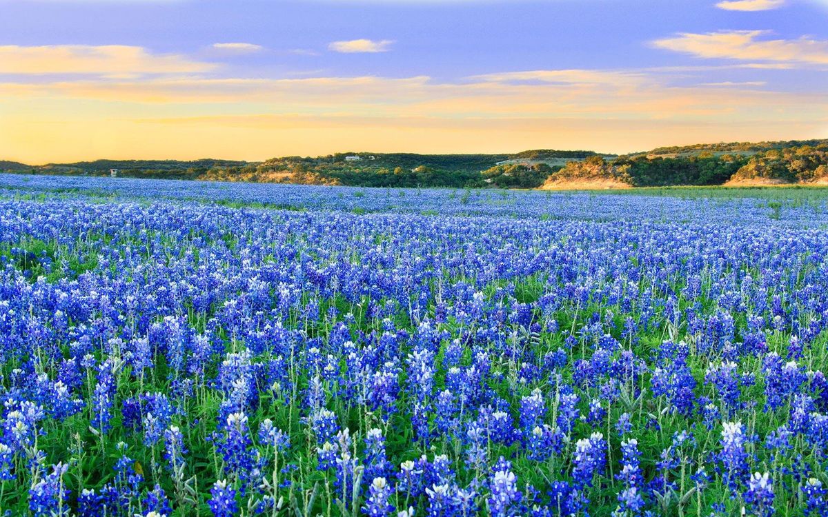 Fredericksburg Bluebonnet Festival Fredericksburg Polo Club April 16 2022 Allevents In 2022 Wildflower Festival