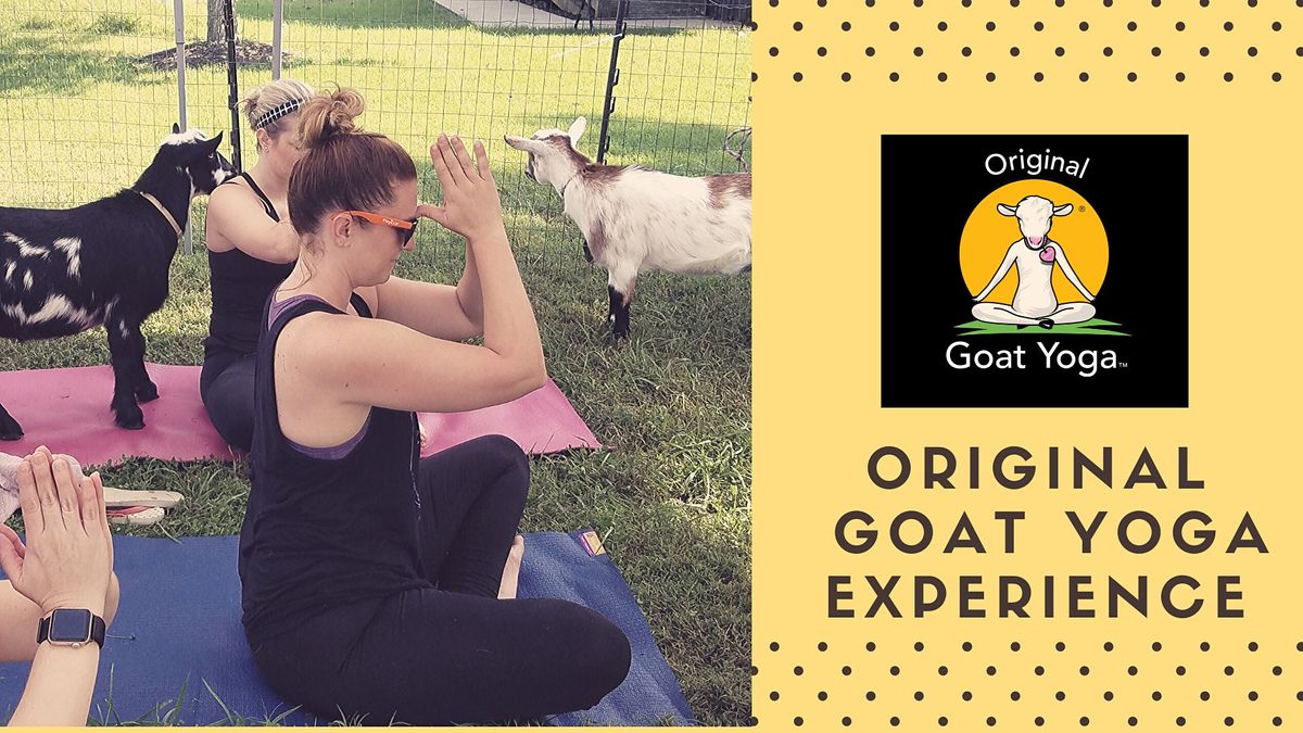 Original Goat Yoga Experience, Original Goat Yoga New Castle KY