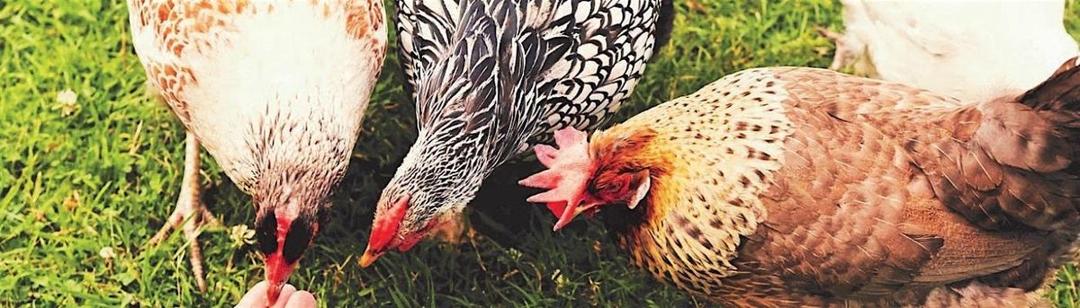 Easter at Hen Corner | Event in Brentford | AllEvents