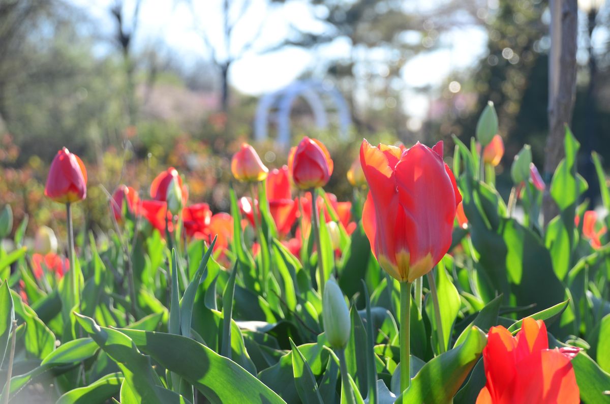 Walking Tour Series Tulips, Roses & Wampum The Seal of Queens in Flowers, Queens Botanical