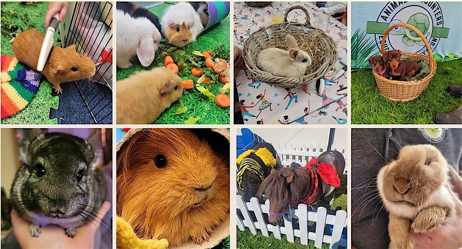 Connected Sundays: Meet the Animals with Animal Encounters!, 22 March | Event in Bala | AllEvents