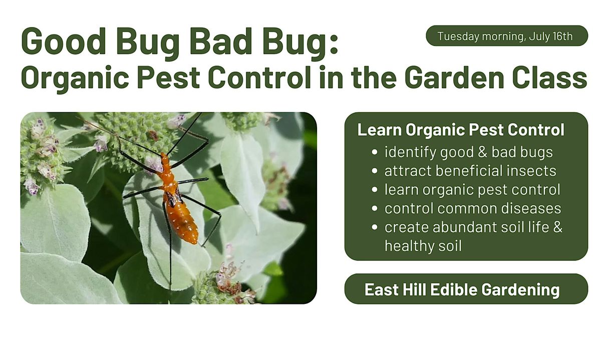 Good Bug Bad Bug Organic Pest Control in the Garden, Tuesday morning