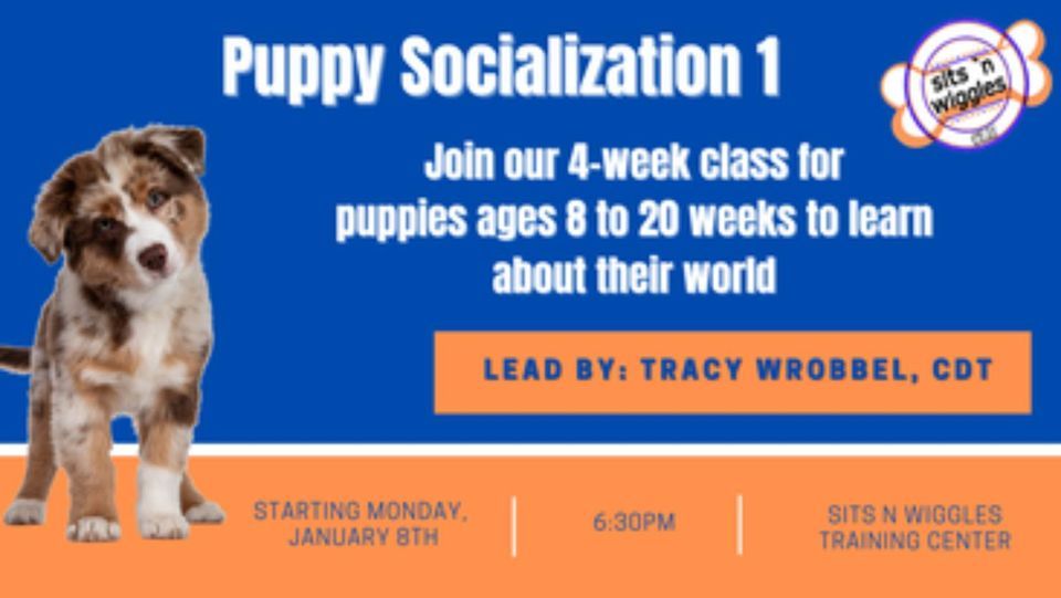 Puppy Socialization 1 Group Class Sits N Wiggles Dog Training Bedford Puppy socialization 1 group class sits n wiggles dog training bedford