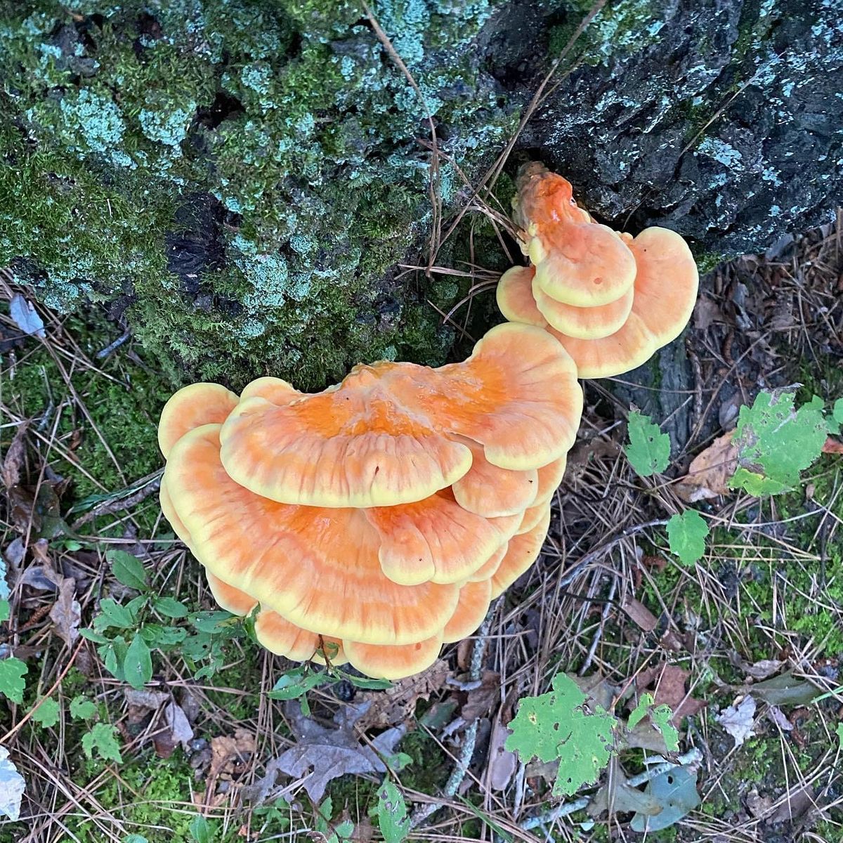 Mushroom 101 and Foraging Class, Mariner's Country Down, Berlin, July 23 to September 24