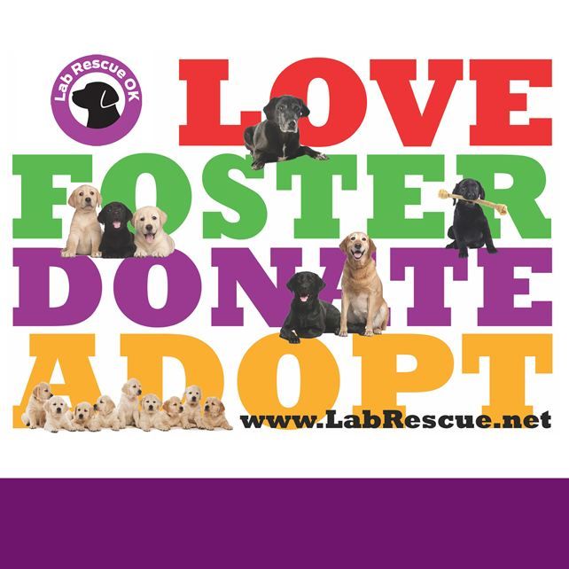 Adoption Day with Lab Rescue OK, Cabin Boys Brewery, Tulsa, 10 June ...