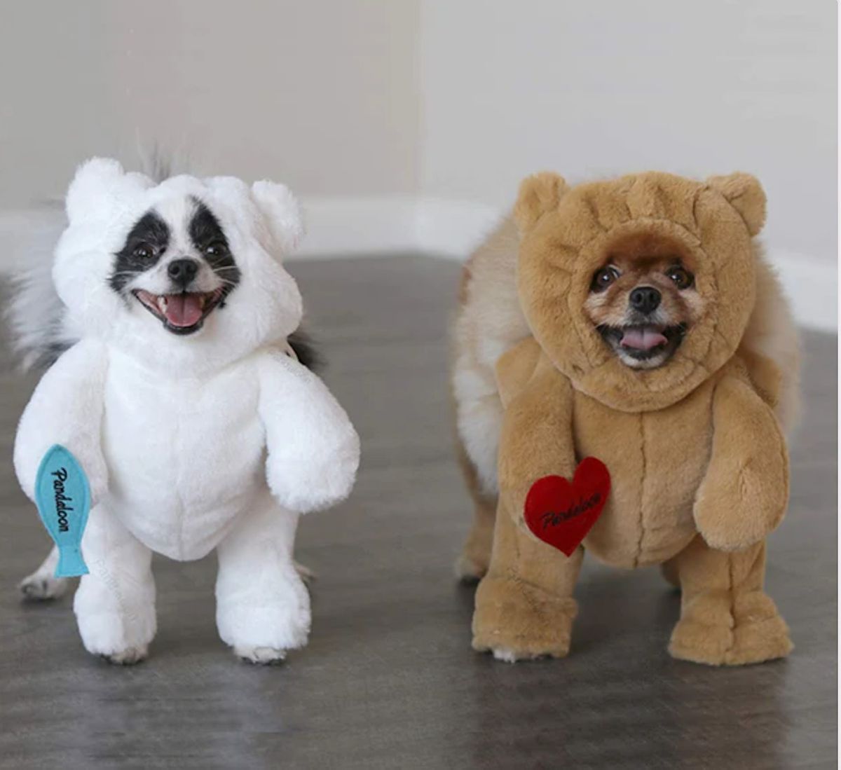 Halloween Pups n Pints, Katch Astoria, Queens, October 26 2023 AllEvents.in