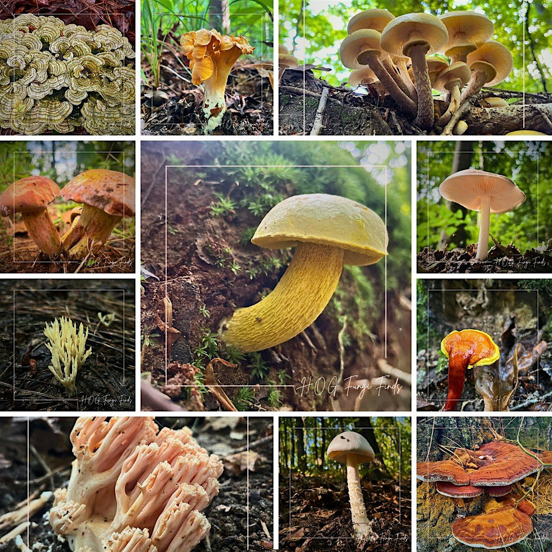 Mushroom Foraging Adventure: Hikes Of Georgia Workshop | Event in Fayetteville | AllEvents