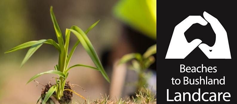 World Environment Day Tree Planting Yatala Patterson Park Gold Coast June 4 2022 Allevents In Patterson Park Events 2022