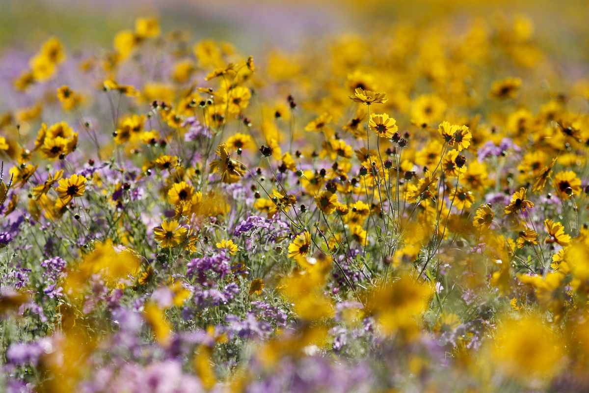 Native Wildflower Workshop: Pollinator Pots, UF/IFAS Manatee County
