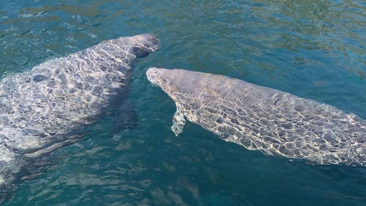 Silver Springs Adventure Beginner and Kid Friendly, Silver Springs