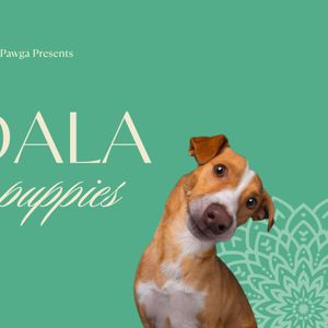 Mandala Art with Puppies