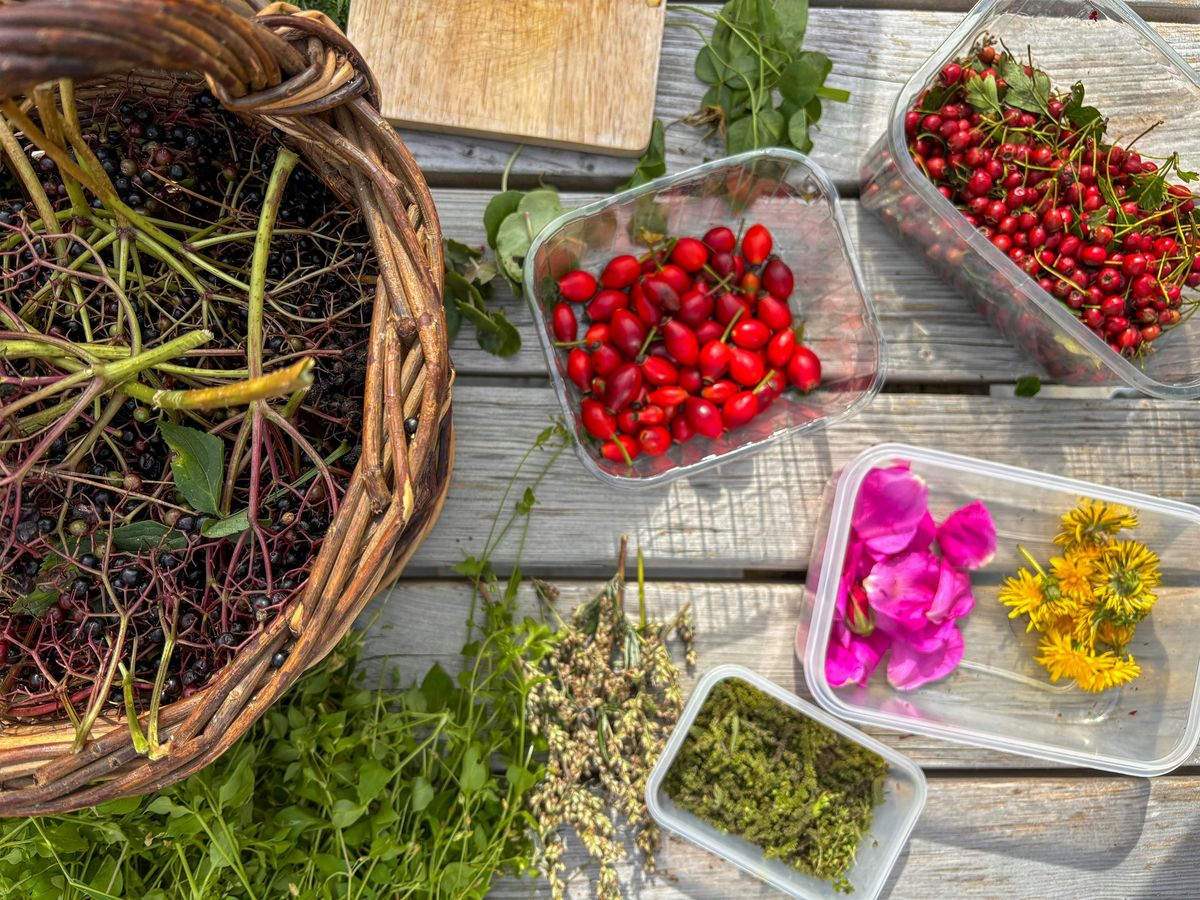 Wild Food Forage and Feast - Bountiful Berries, 13 September | Event in Nr Plymouth | AllEvents