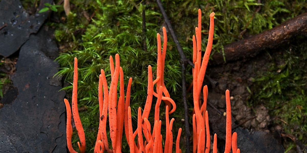 Contemporary Approaches to Research Symposium, 7 December | Event in Docklands | AllEvents