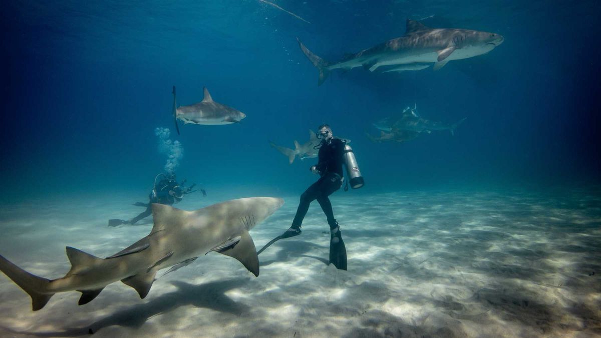 Nova Southeastern Sharks vs. Nicholls Colonels, 1 February | Event in Fort Lauderdale | AllEvents