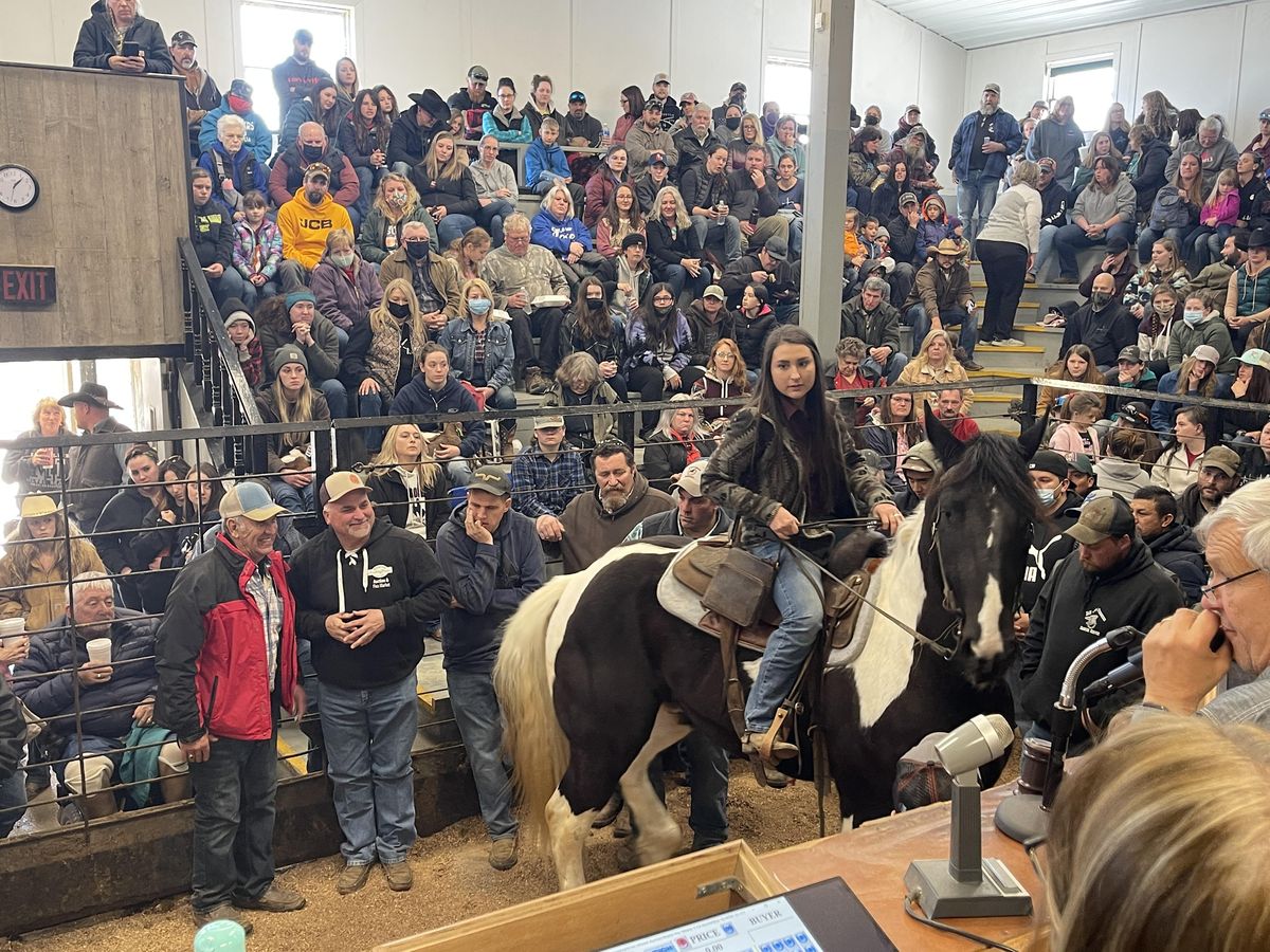 Good Friday Horse Auction, Shipshewana Auction, March 29 2024