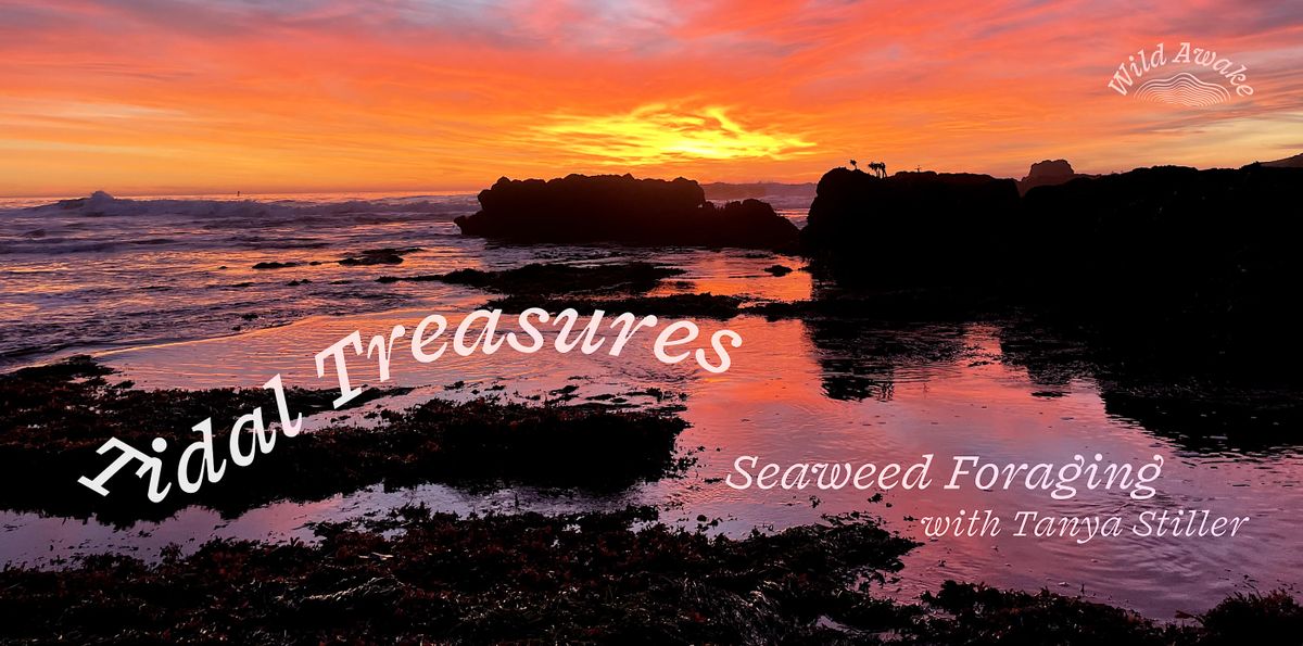 Tidal Treasures Foraging for Seaweed (Half Moon Bay), Mavericks Beach