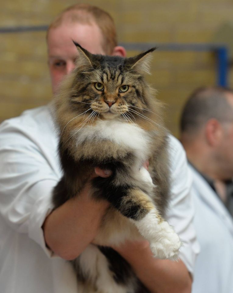Maine Coon Cat Club Show, Wilnecote High School, Tamworth, September 30 2023 AllEvents.in