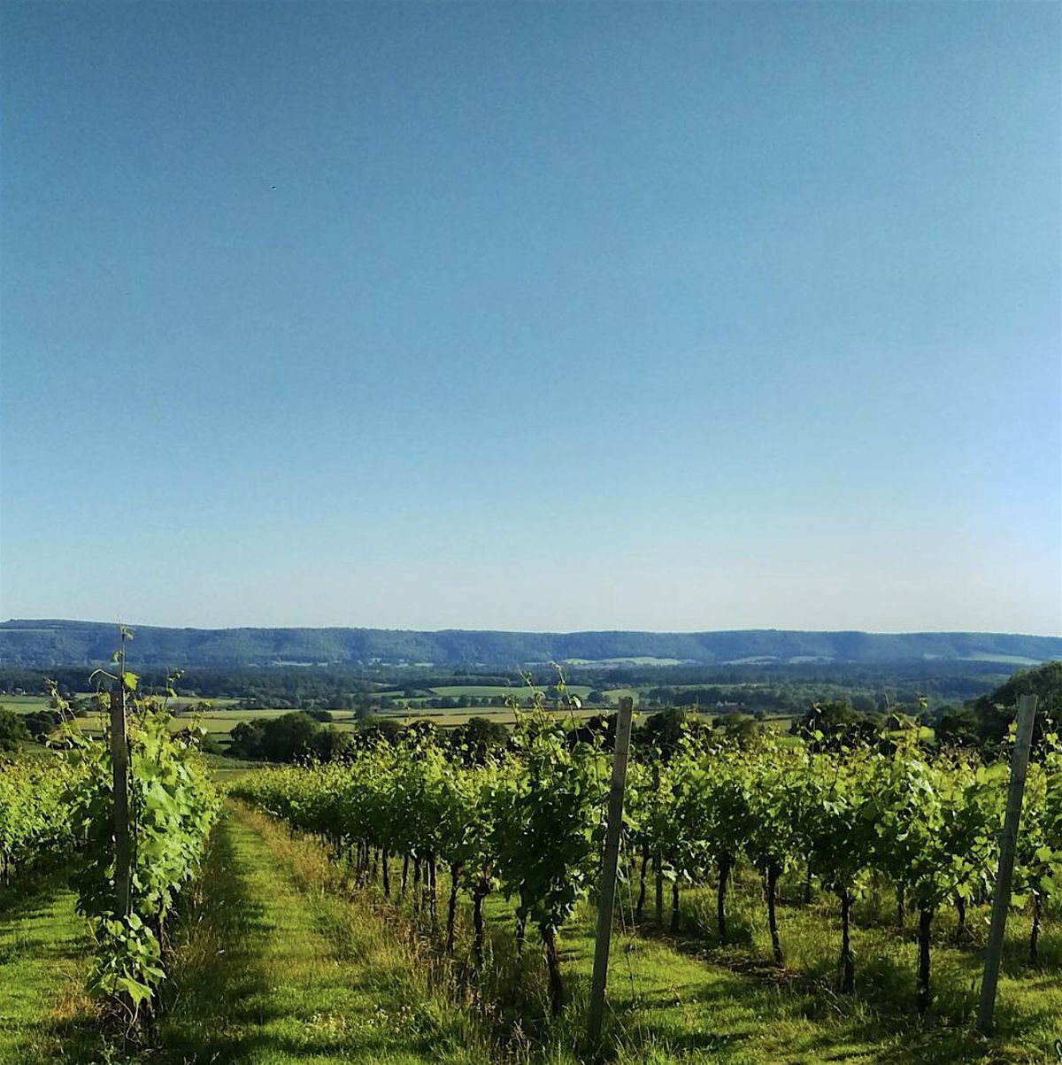 Wine......& A Few Inclines, Upperton Vineyards, Tillington, 1 June 2024 ...