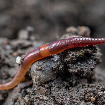 Earthworm Sampling Day, Grove Farm Nature Reserve, Greenford, April 6 ...