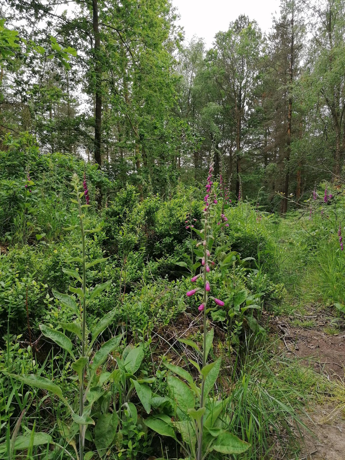 Moss Valley Woodlands User Forum Walkabout Meeting, 22 April | Event in Sheffield | AllEvents.in