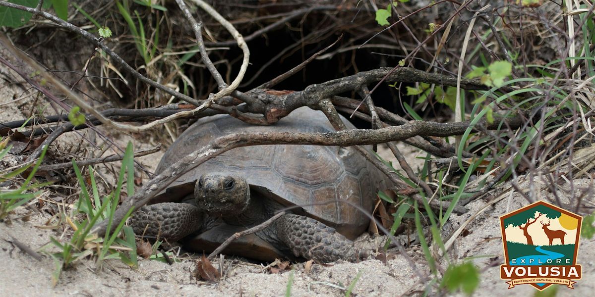 Gopher Tortoise Hike, 30 December | Event in New Smyrna Beach | AllEvents