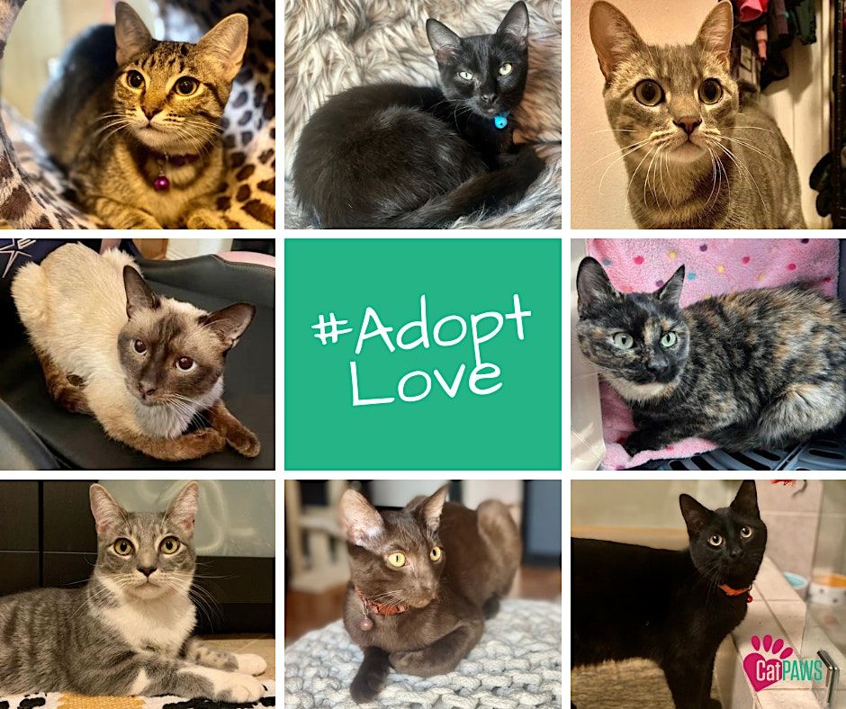 PetSmart Kitten Adoption, PetSmart, Seal Beach, 17 September 2023