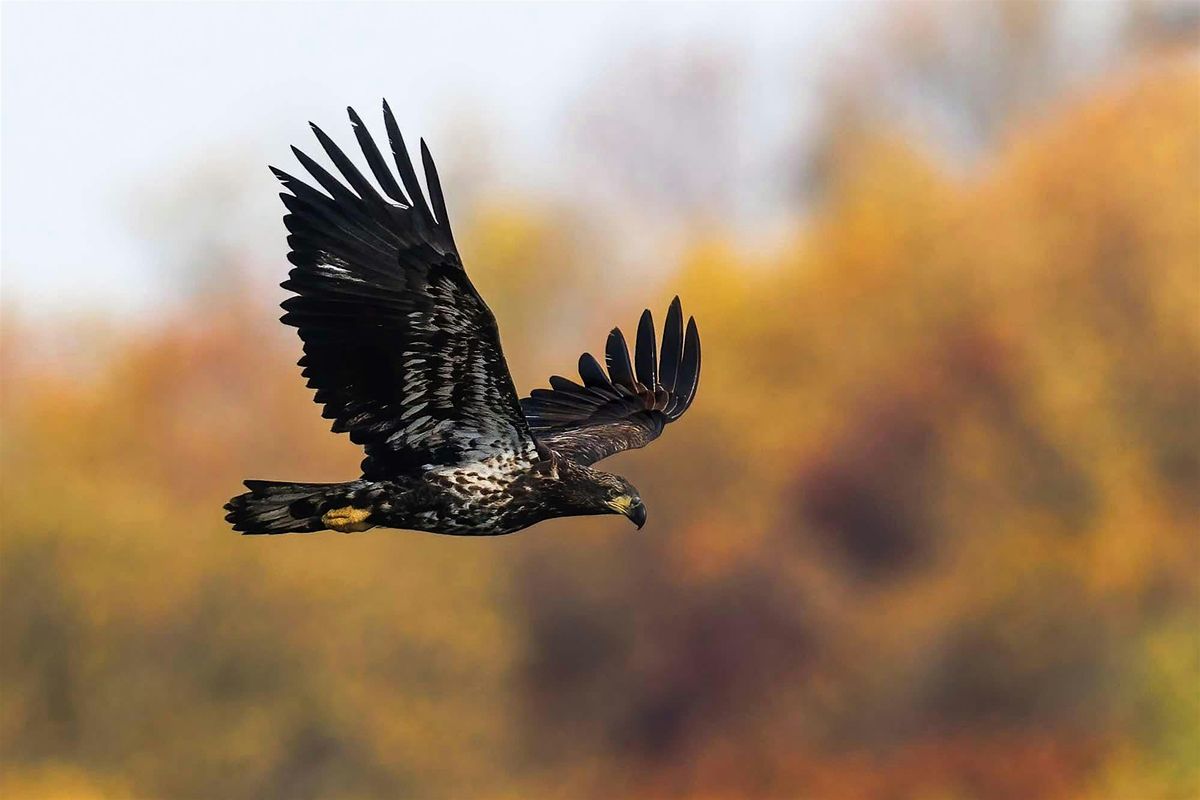 Eagle Watch at Conowingo Dam, 19 January | Event in Darlington | AllEvents