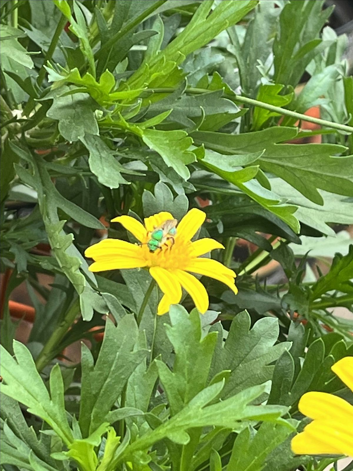 Urban Gardening: Learn, See, Taste, 3 December | Event in San Antonio | AllEvents