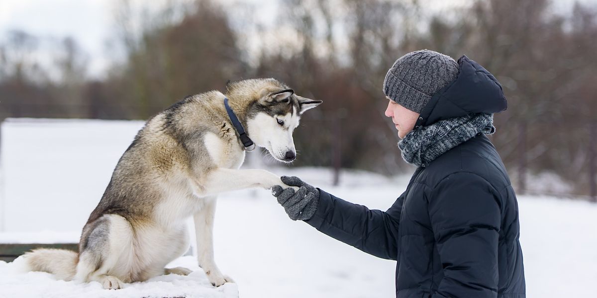 Dog Behaviour and Training Methodology March 2024, Edmonton Humane Society, 5 March to 11