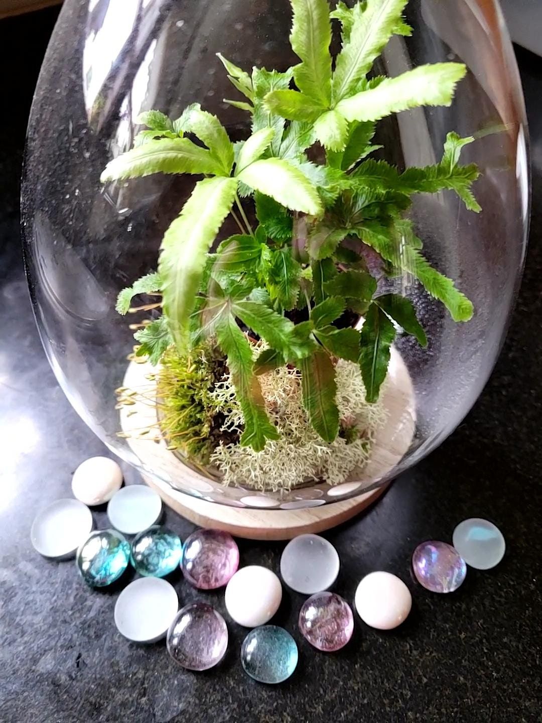 Make Your Own Victorian style Terrarium Ten Broeck Mansion Garden make-your-own-victorian-style-terrarium-ten-broeck-mansion-garden
