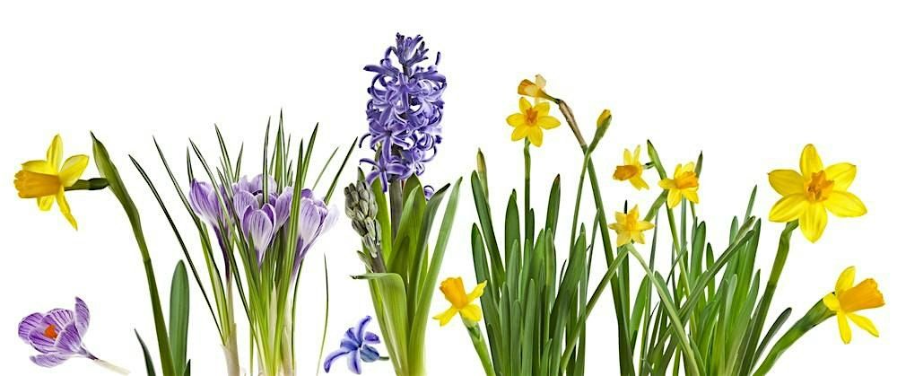 Caley Spring The Caley - Spring Bulb Show, Saughton Park & Gardens, Edinburgh, 6 ...