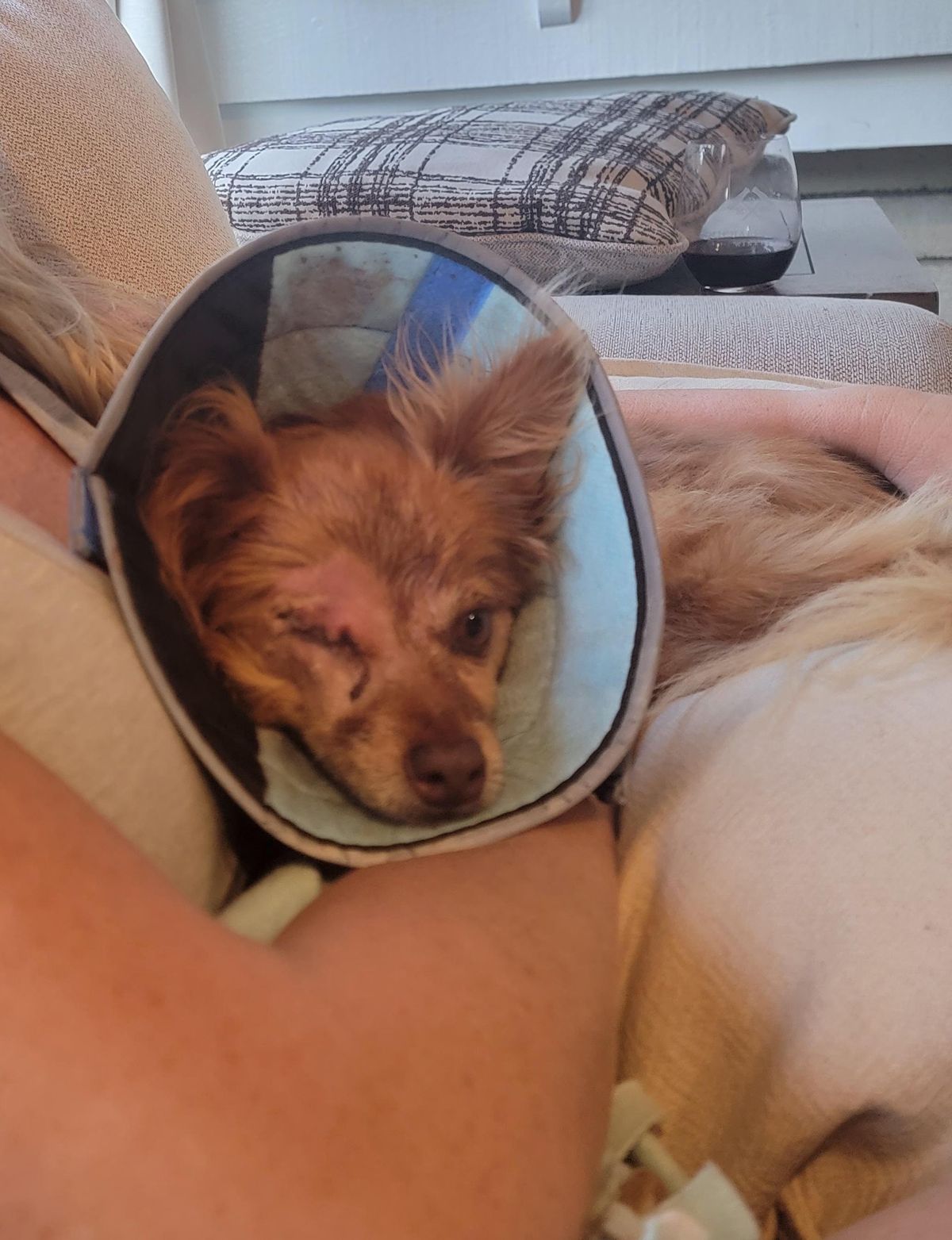 Advocates for the protection of animals, Veterinary Specialty and