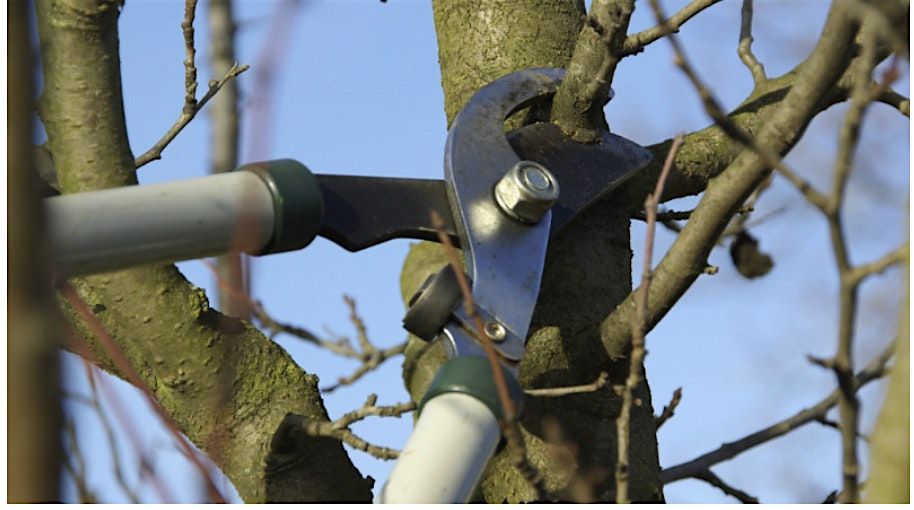 Regenerative Workshops - Pruning & Tree Care, 1 February | Event in Sebastopol | AllEvents