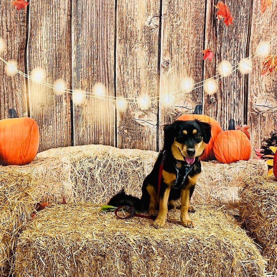 Fall Photoshoot 234 Del Prado Blvd N Cape Coral FL 33909 2235 fall-photoshoot-234-del-prado-blvd-n-cape-coral-fl-33909-2235