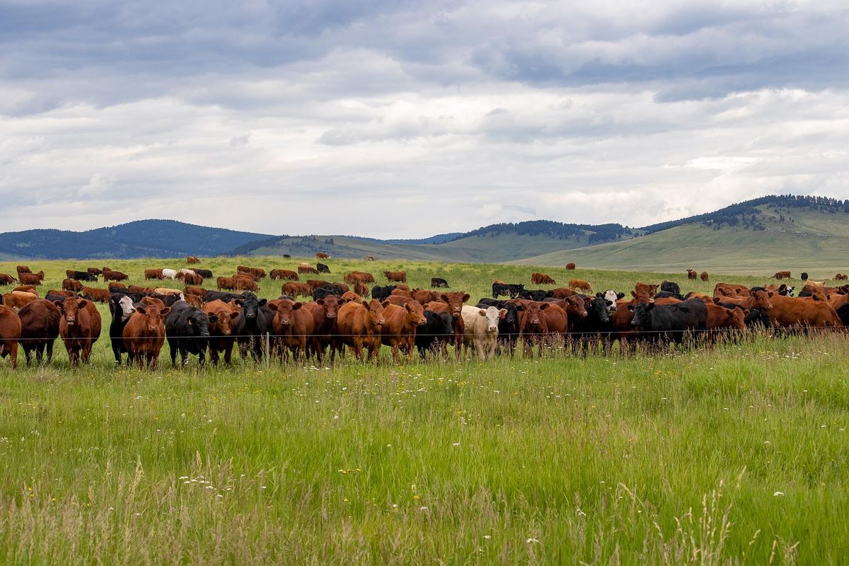 Grazing Management for Soil Health, Waldron Ranch Grazing Coop (see