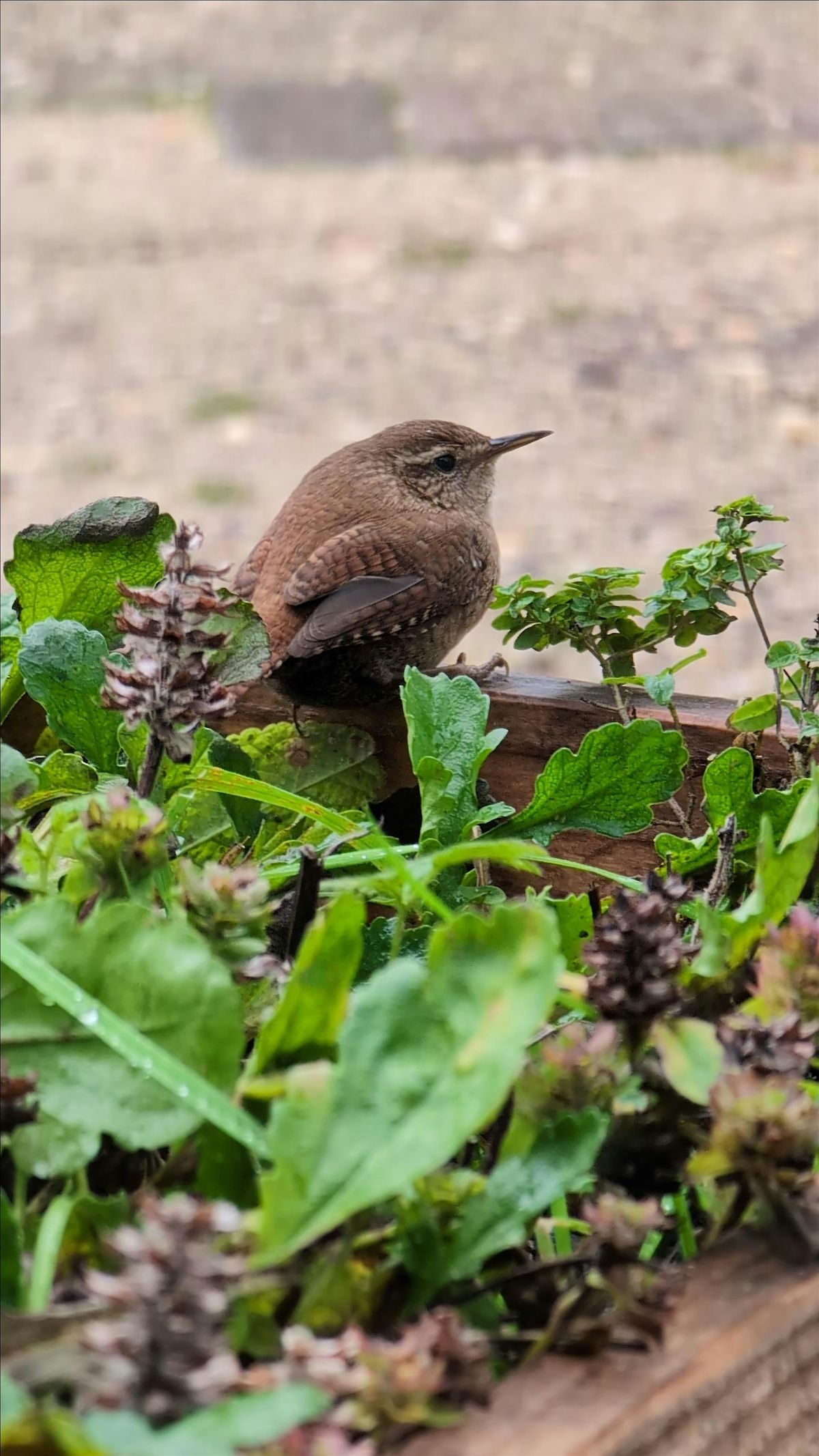 February Half Term - Kingcombe's Feathered Friends and Nests, 18 February | Event in Toller Porcorum | AllEvents