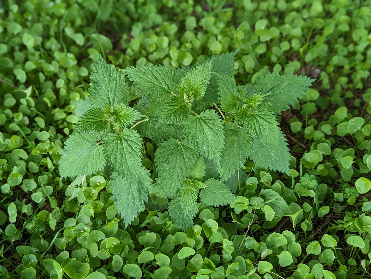 Spring Forest Foraging Class, Discovery Park North Parking Lot, Seattle ...