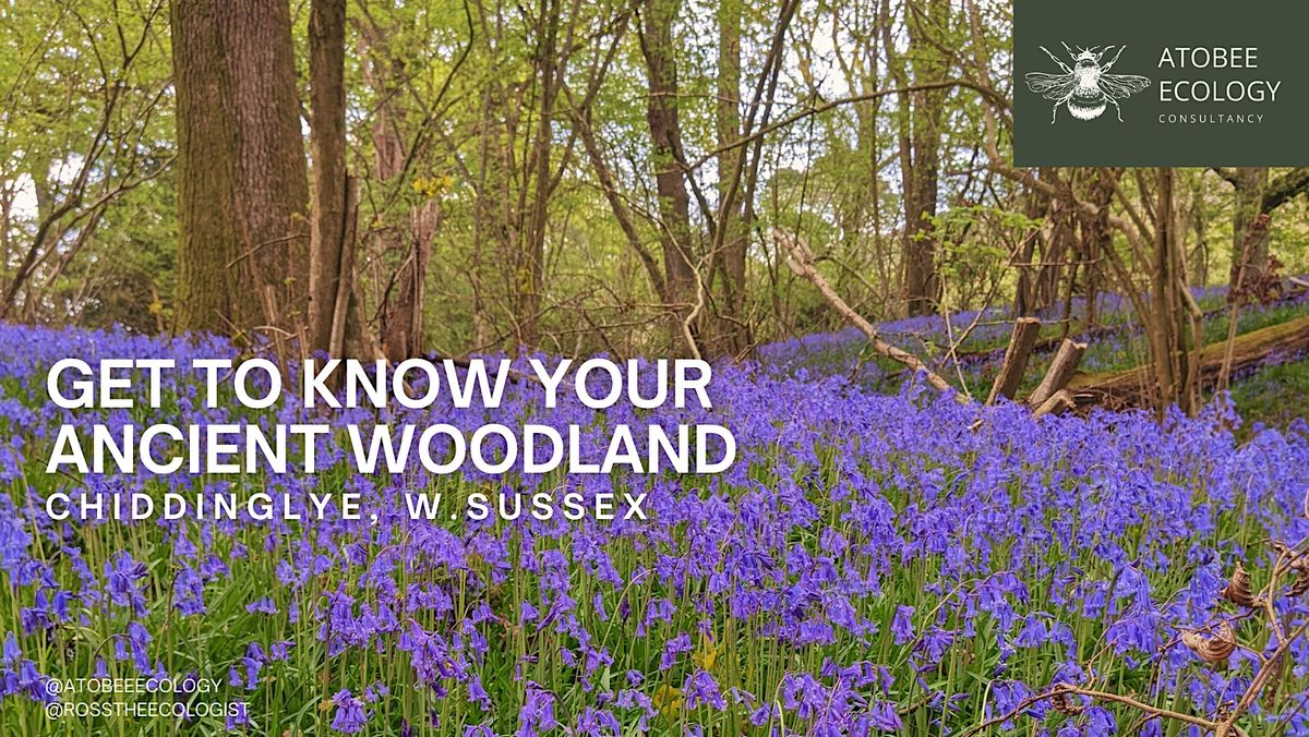 Get to Know Your Ancient Woodlands, Chiddinglye, East Grinstead, 16 ...