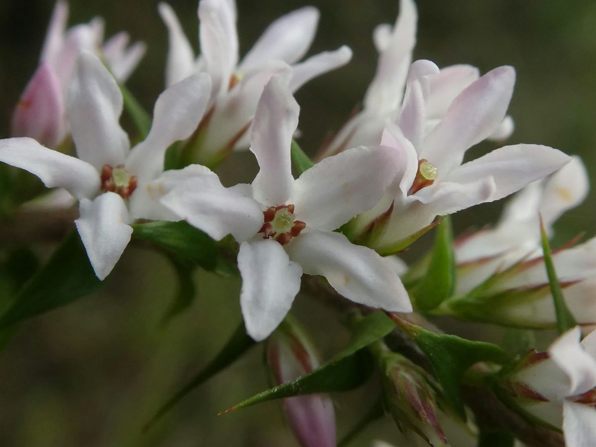The Bush Track Bushcare Group (3rd Sunday of the month 9am - 12pm) | Event in Glenhaven | AllEvents