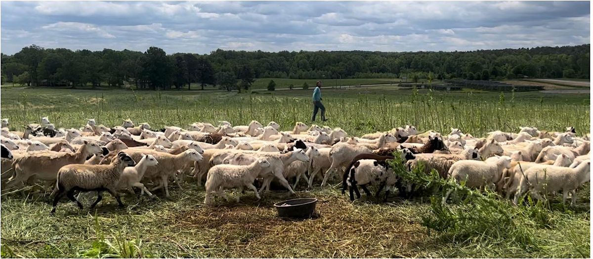 Sheep Herding Experience | Event in Hillsborough | AllEvents