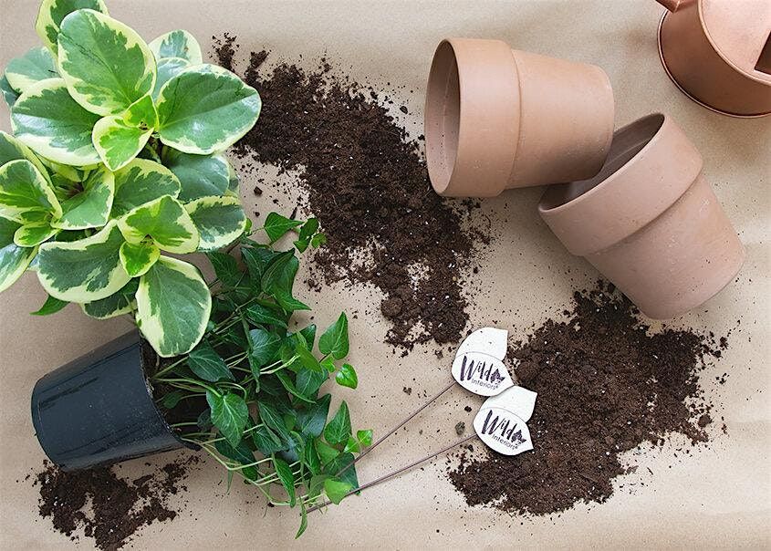 Paint and Plant: The Ultimate Plant Therapy Experience (Indoor Air Quality) | Event in Brooklyn | AllEvents