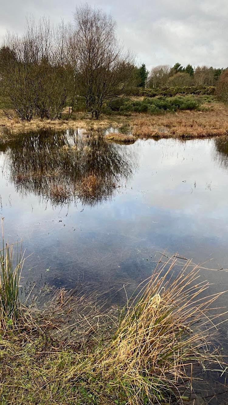 Wetland Restoration Dam Building at Scotstown Moor, Scotstown Moor