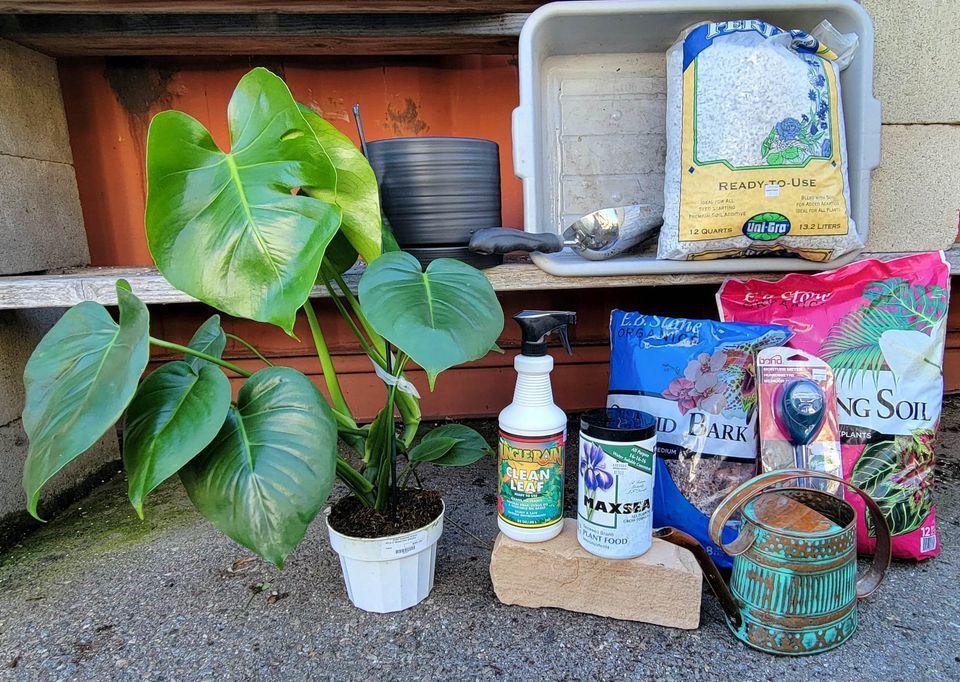 POWAY Houseplant Care and Culture with Gabby and Lauren, Walter