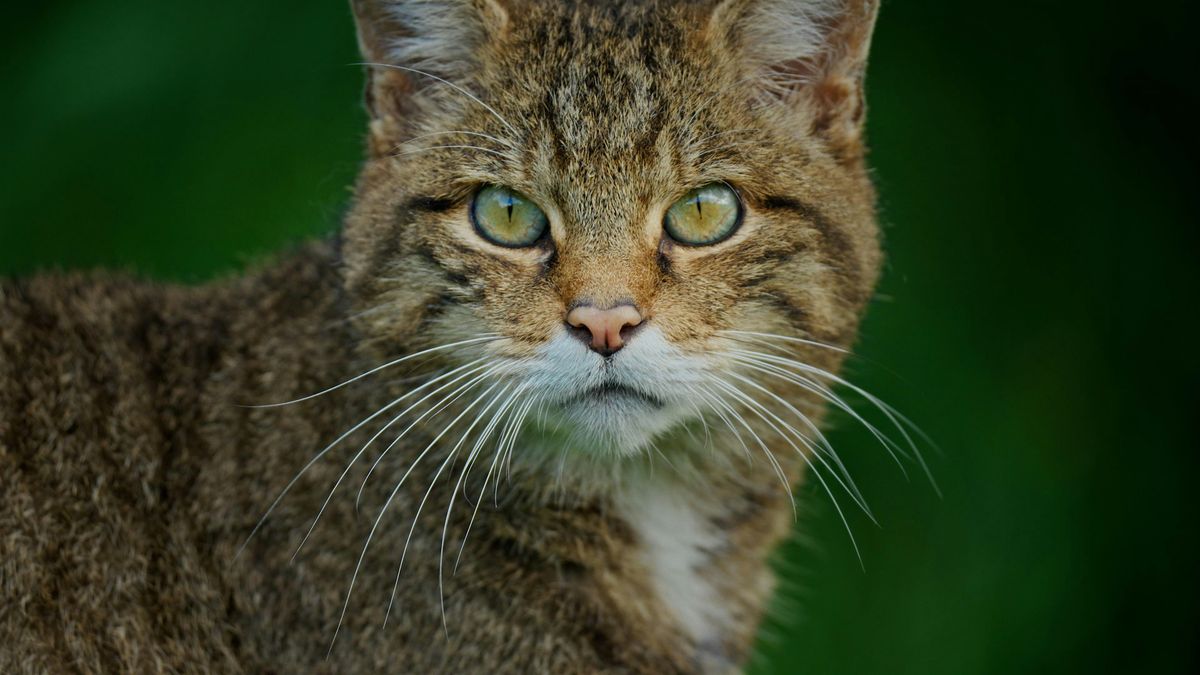 Clinging by a Claw Film Screening, 22 January | Event in Edinburgh | AllEvents