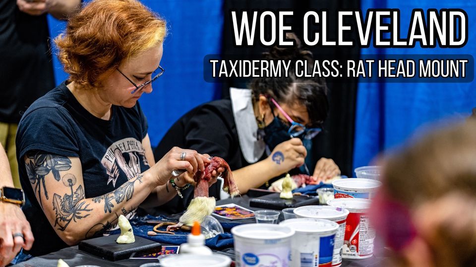 WOE CLEVELAND: TAXIDERMY CLASS - RAT HEAD MOUNT, Huntington Convention ...