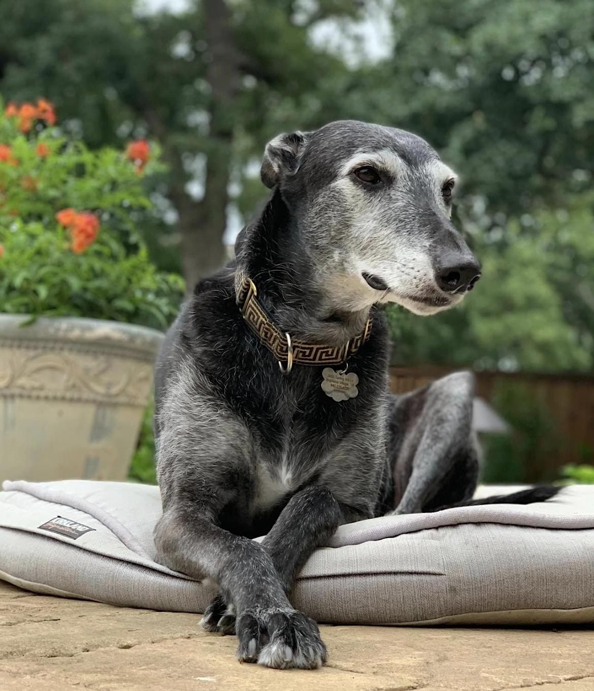 What to Expect When You Are Expecting a … Greyhound!, 4926 Dozier Rd