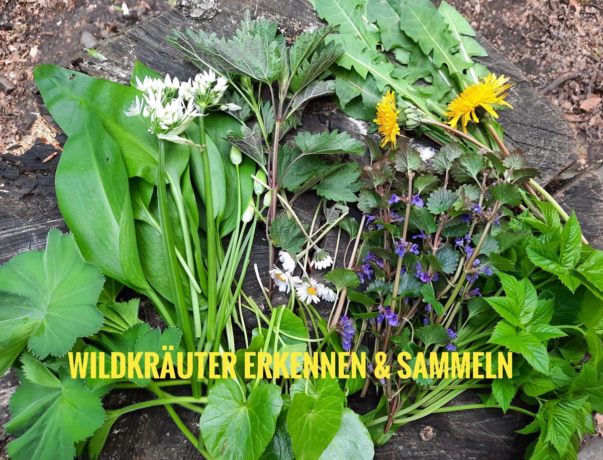 Jahreslehrgang "Wildkräuter & Heilkräuter", September 23 2022 Online