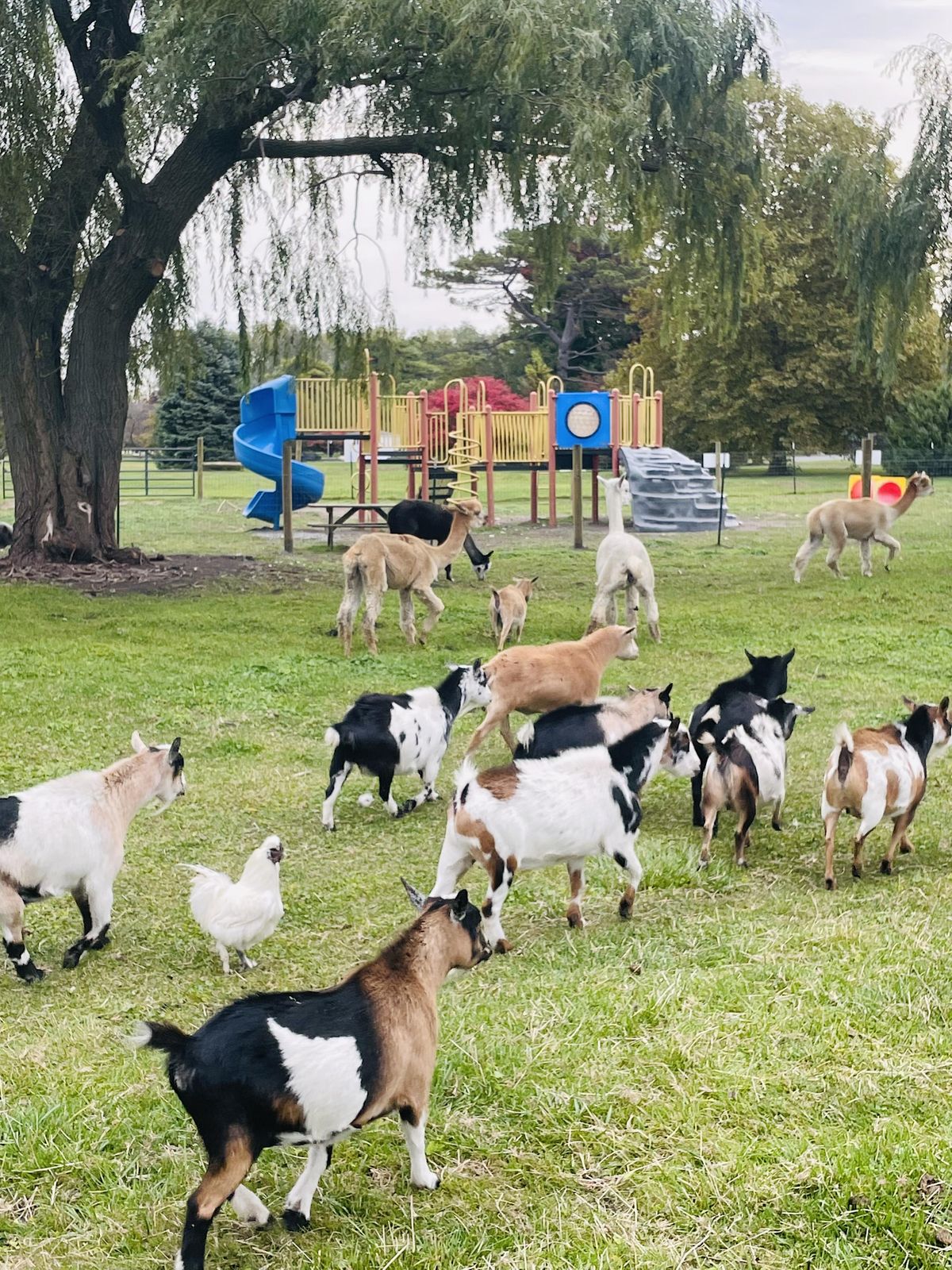 Easter Brunch, Egg Hunts, Petting Zoo, Wagon Rides!, Castalia Farms