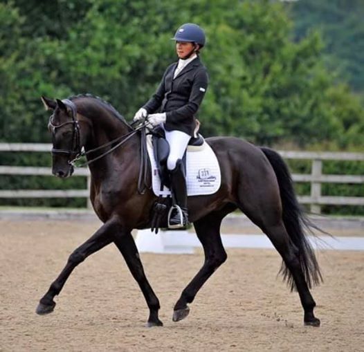 Dianne Breeze Clinic At Freedom Saddlery Wrexham