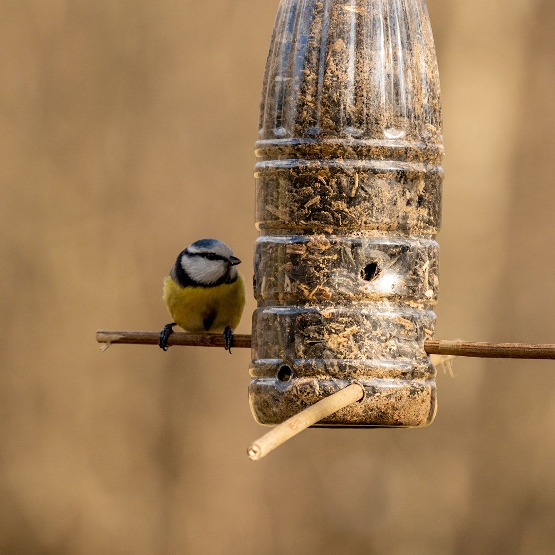 Build a Bird Feeder at Watermans Park, Watermans Park, Christchurch, 3